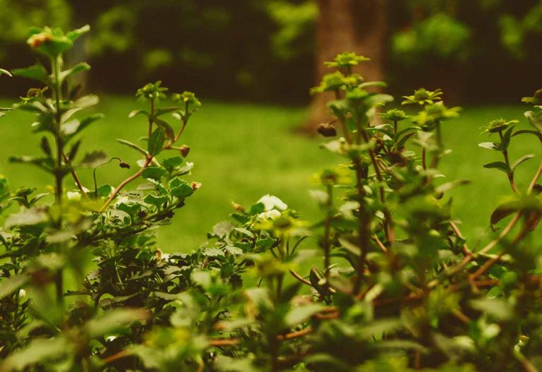 Gardening for Stress Relief the Right Way