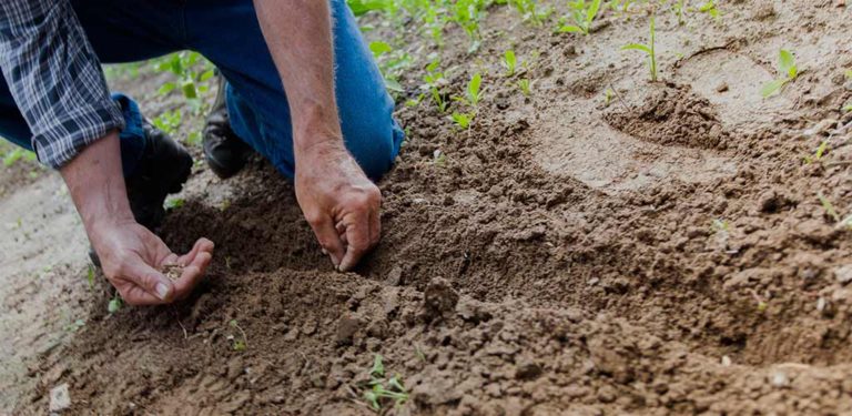 Gardening low impact exercise