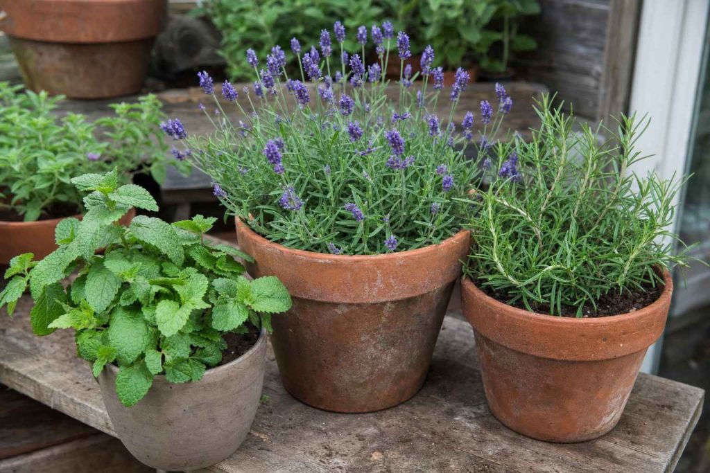 close-up of potted lavender, mint and rosemary on a wooden bench