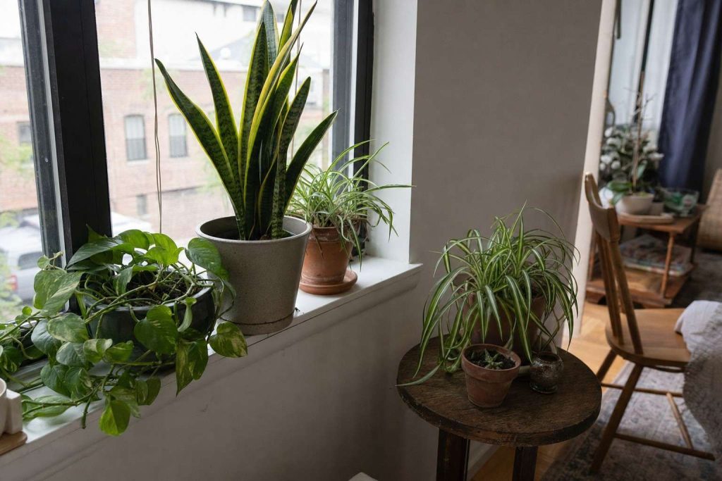 easy houseplants on a bright apartment windowsill