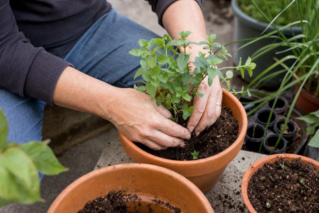 overhead view of a person's hands loosening soil in a small patio pot at the end of the day
