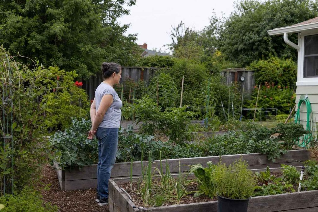 a person standing calmly among raised beds in an established backyard garden