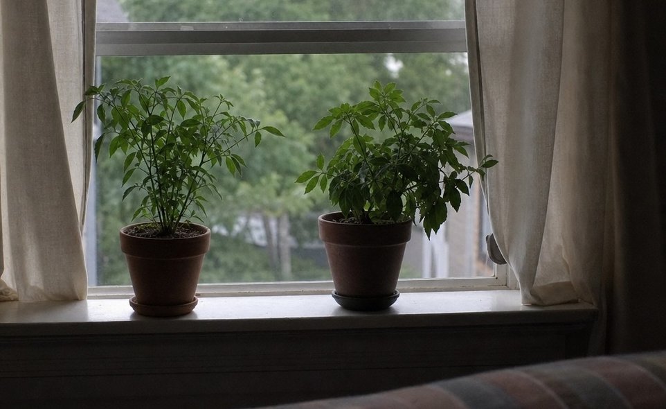 a quiet bedroom windowsill with two small potted plants and curtains drawn half closed in dim evening light