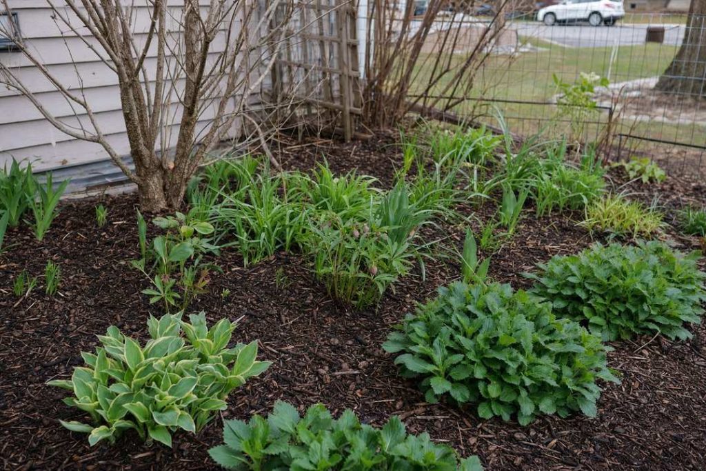 a deep bark-mulched border with established perennial clumps growing through it