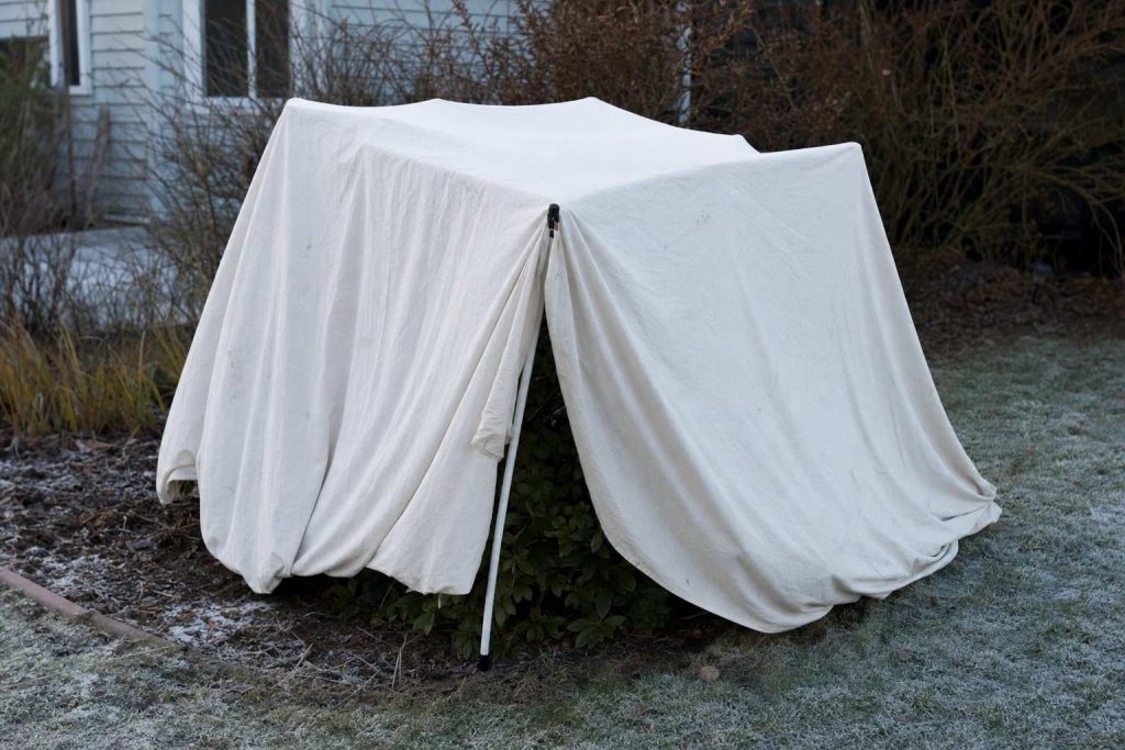 a garden shrub covered with an old cotton sheet over a simple frame on a frosty morning
