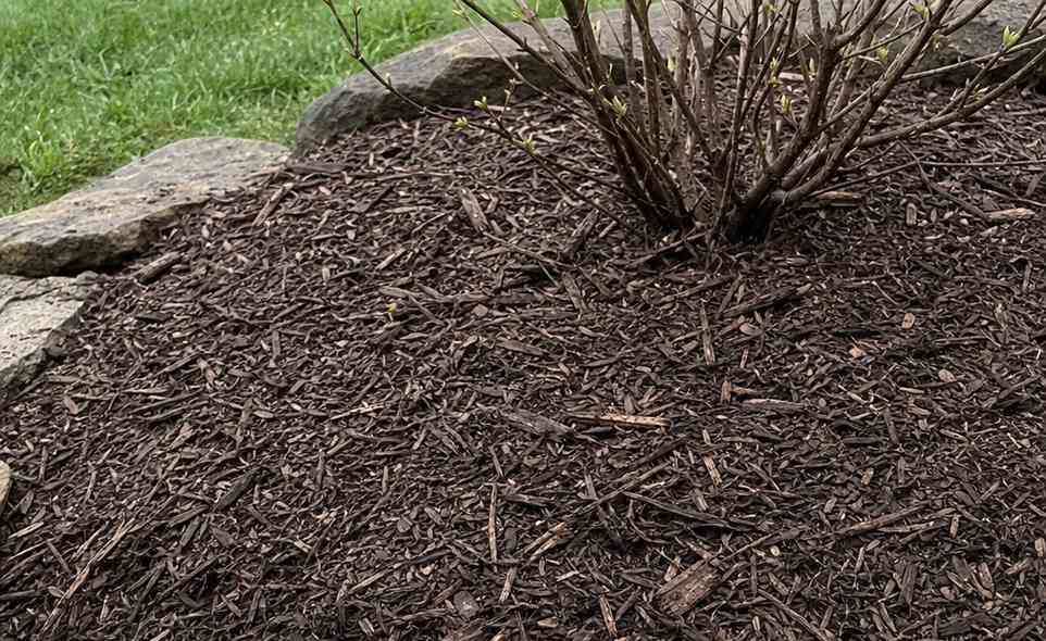 a thick layer of bark mulch spread around the base of a young shrub