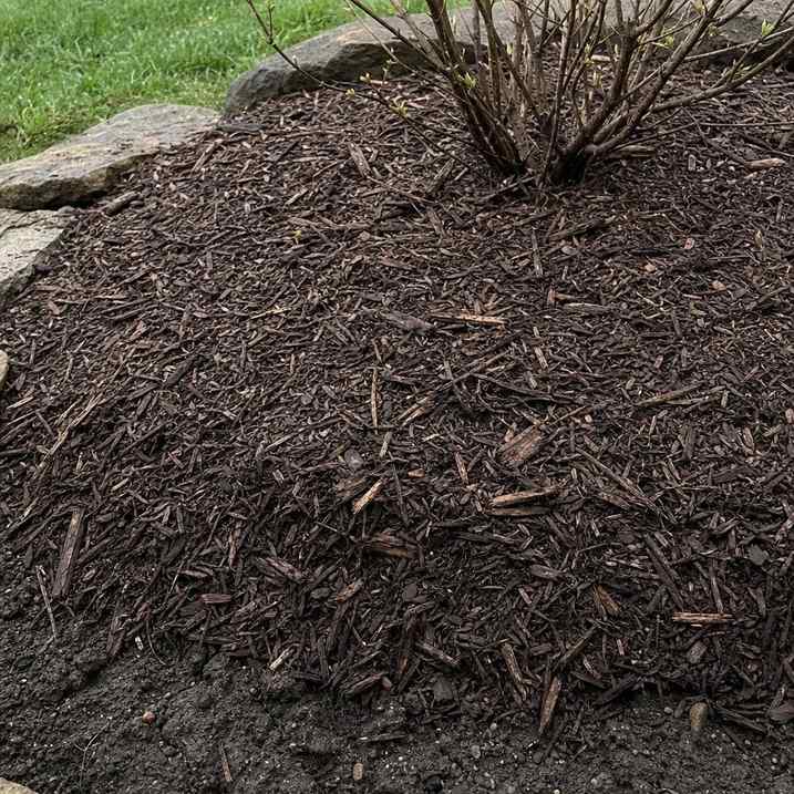 a thick layer of bark mulch spread around the base of a young shrub