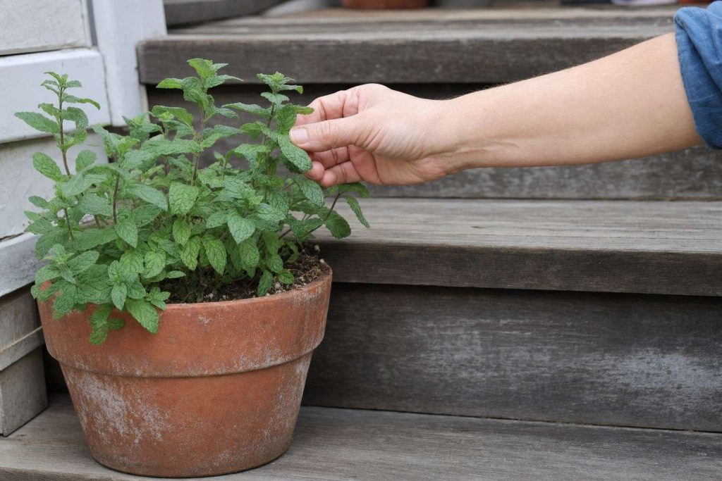 a hand pinching a sprig from a potted herb, close up from the side