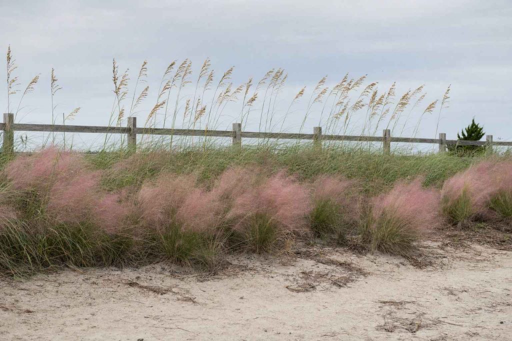 tall sea oats and pink muhly grass bending in the wind on a sandy coastal garden border
