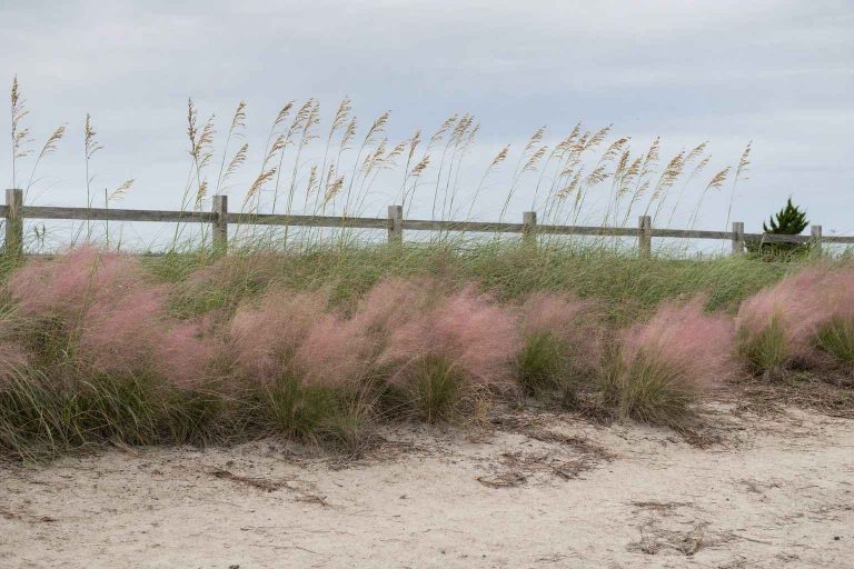 tall sea oats and pink muhly grass bending in the wind on a sandy coastal garden border