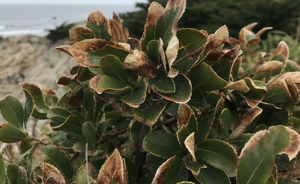 salt-burned brown leaf edges on a shrub near the coast