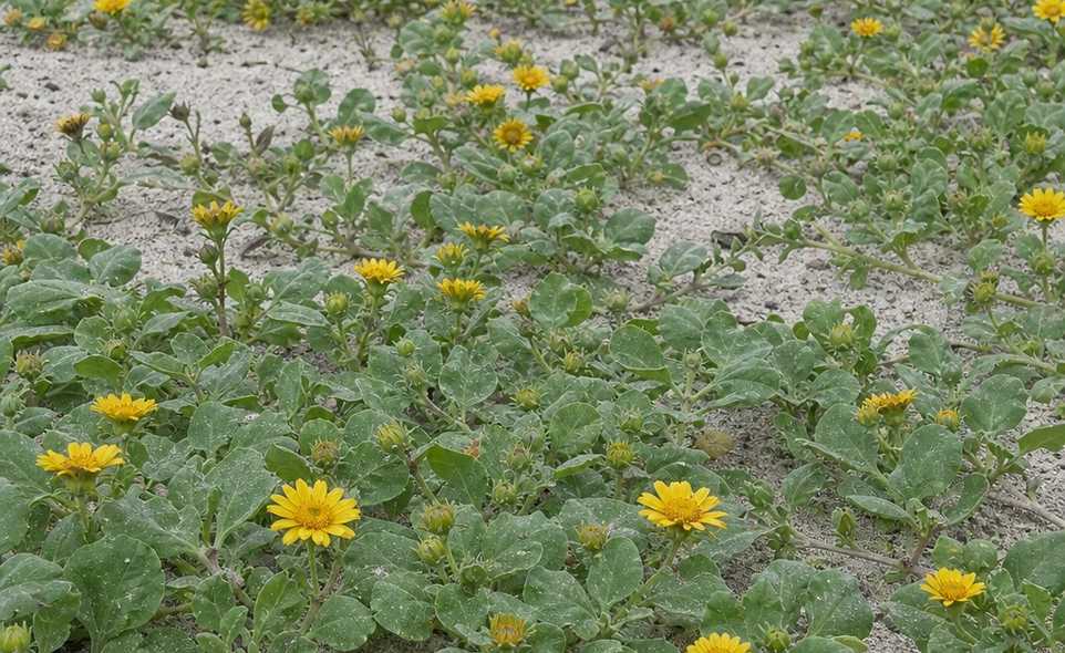a low sprawling beach sunflower groundcover with small yellow flowers in sandy soil