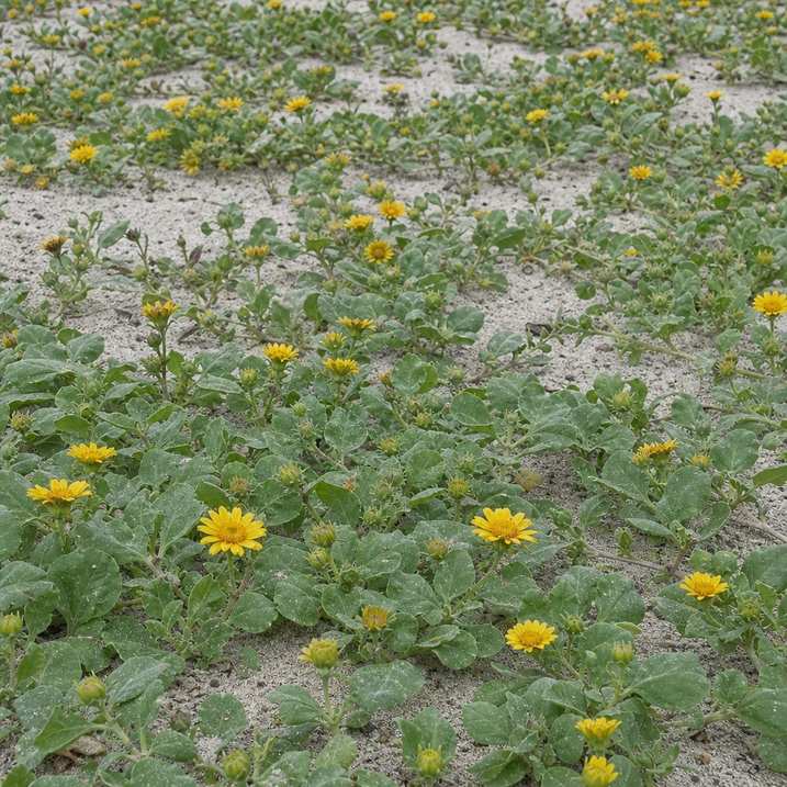 a low sprawling beach sunflower groundcover with small yellow flowers in sandy soil