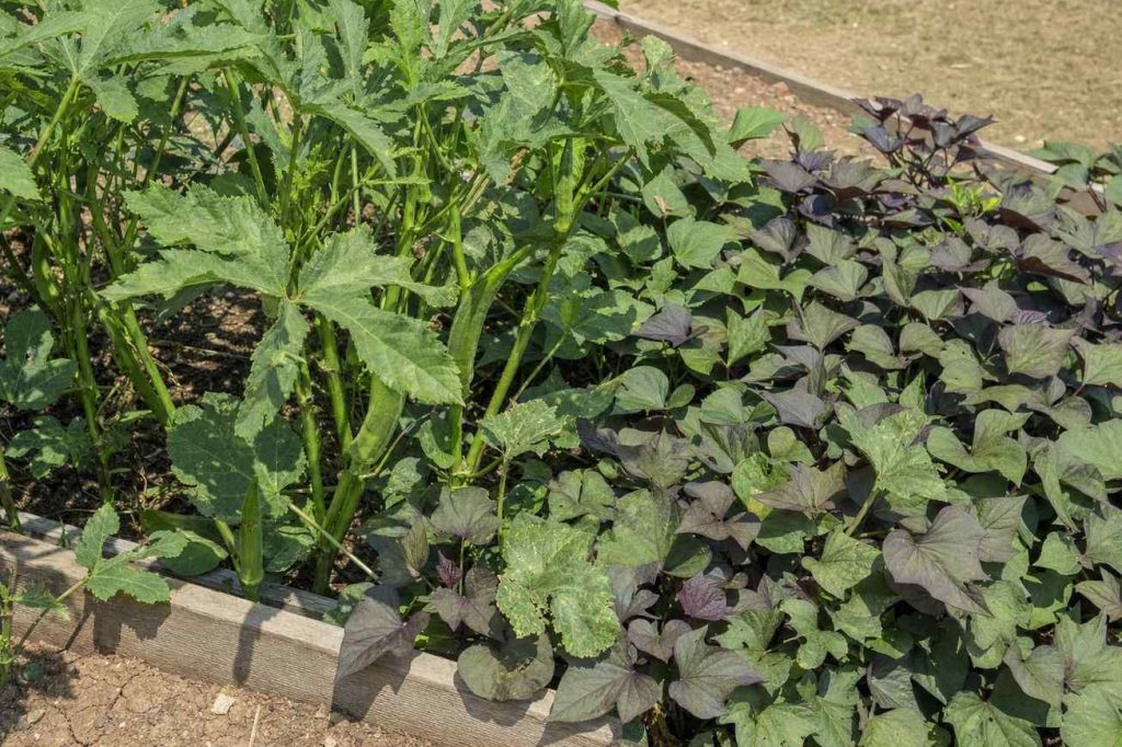 okra pods and sweet potato vines growing in a sunny raised vegetable bed in high summer