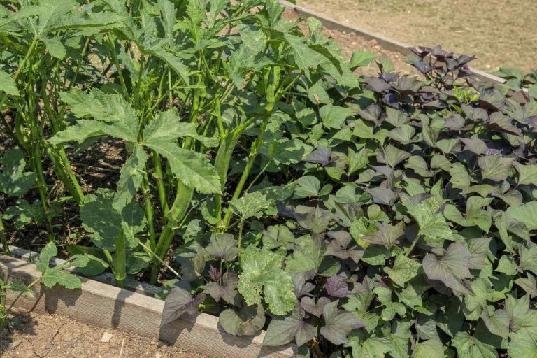 okra pods and sweet potato vines growing in a sunny raised vegetable bed in high summer