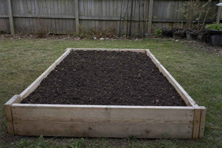 one simple untreated timber raised bed newly filled with dark soil and not yet planted