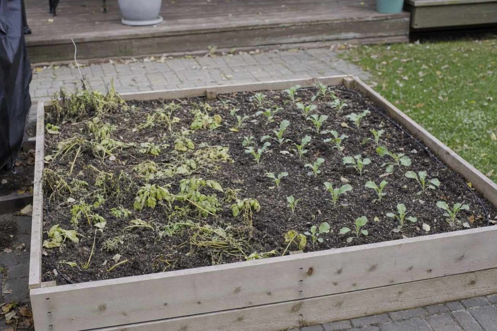 a raised bed half cleared of spent summer plants and half planted with young seedlings