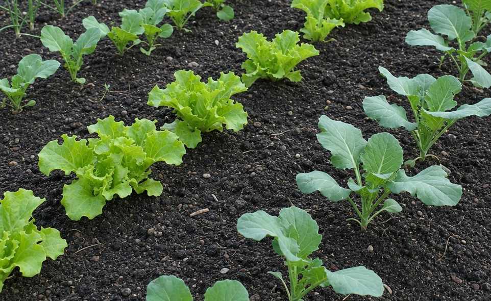 rows of young lettuce and brassica seedlings in dark soil