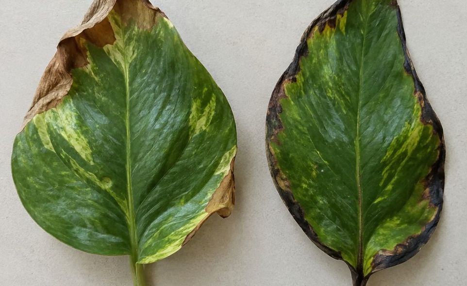 a houseplant leaf with brown crisp tips beside a leaf with dark blackened edges