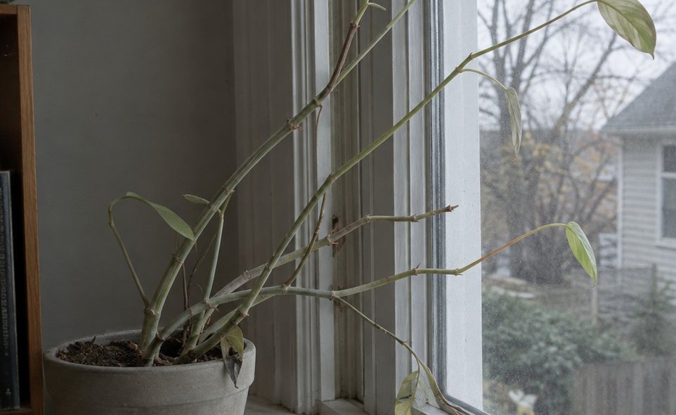 a pale leggy houseplant leaning toward a window with long bare stems