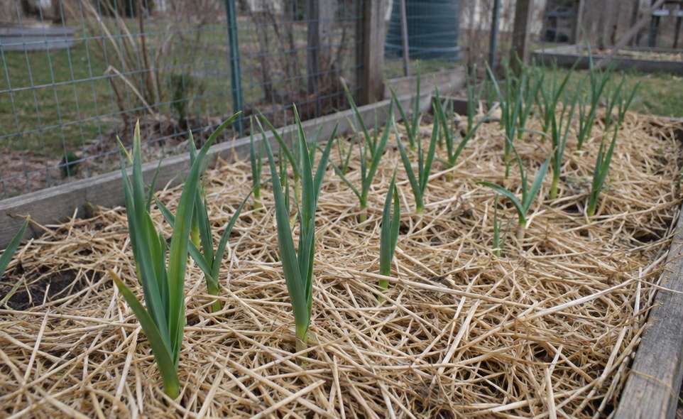 young green garlic shoots coming up through straw mulch in a garden bed