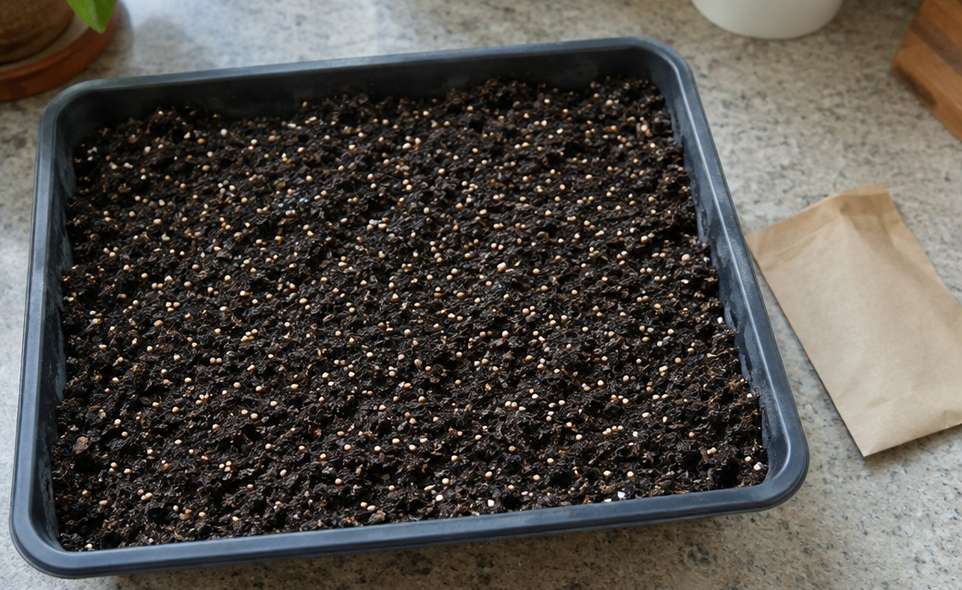 seeds scattered thickly over moist potting mix in a shallow tray