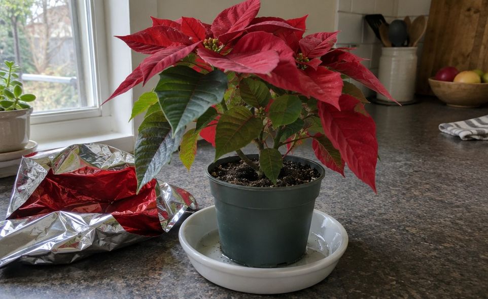 a poinsettia pot with its foil wrap pushed down, set in a saucer to drain