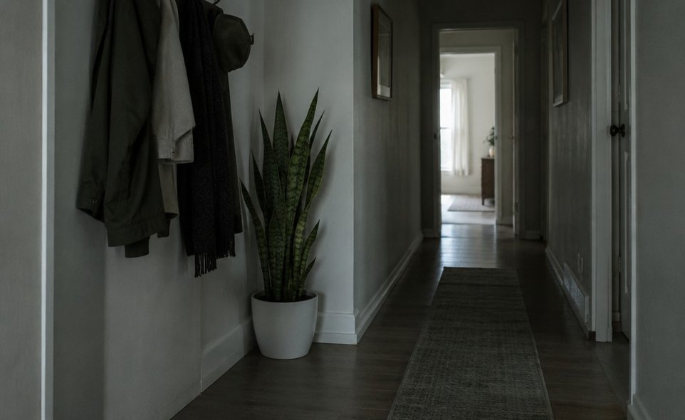 a snake plant standing in a dim hallway corner far from a window